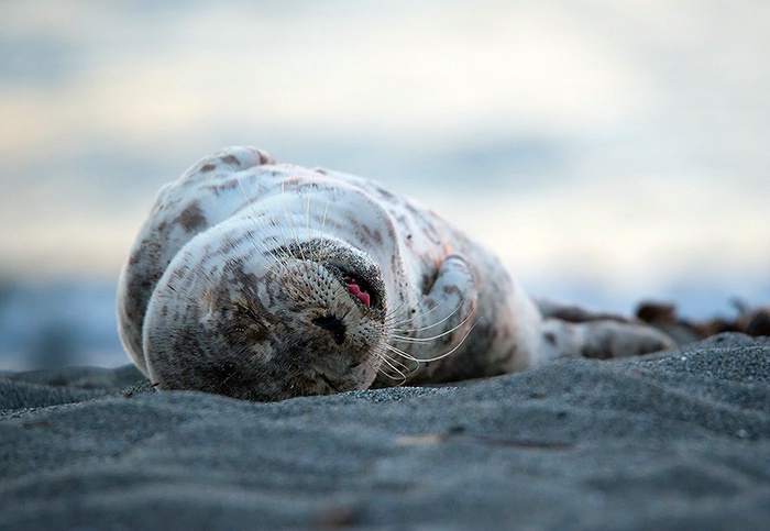 Nap on the Beach