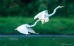 Synchronized Flyi...