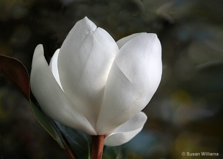 Magnolia