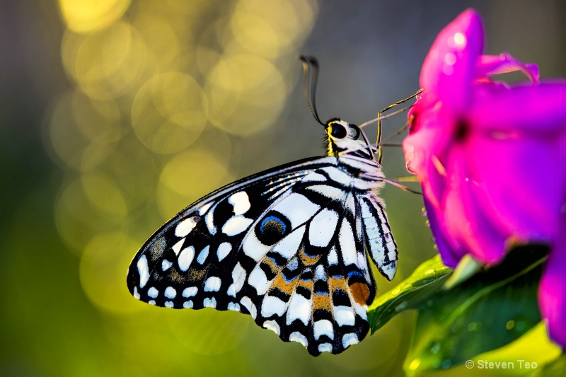 Butterfly with bokeh
