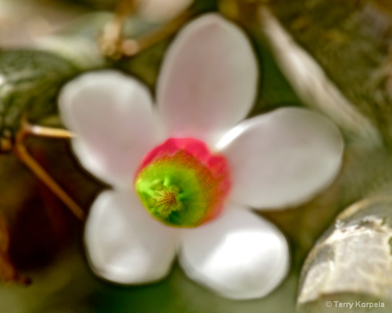 Berkeley Botanical Garden Cactus Flower - ID: 14642129 © Terry Korpela