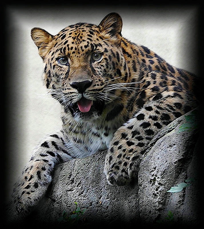 Amur Leopard