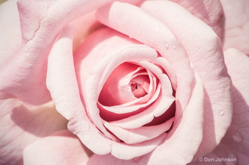 Pink Rose Close-Up 084