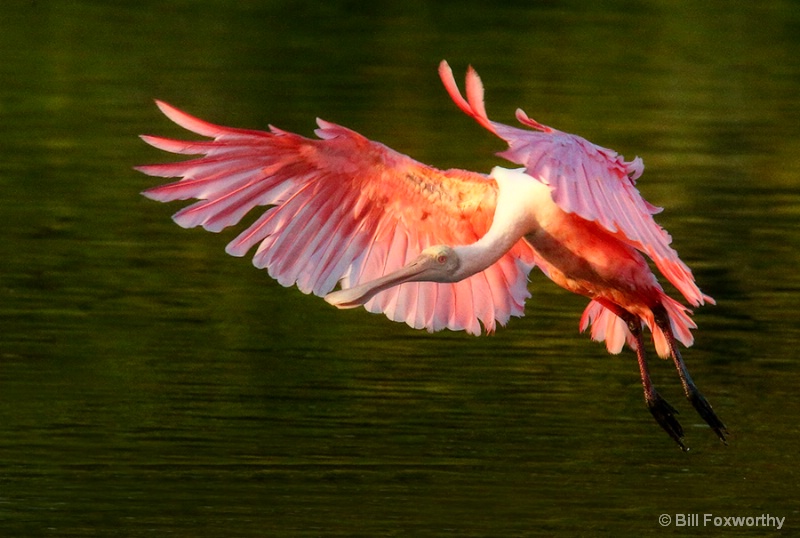 Roseate Spoonbill Landing