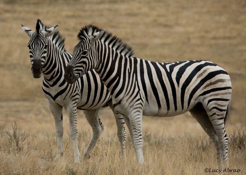 Zebra at Wildlife Safari
