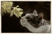 ~ My Sweet Boy ~