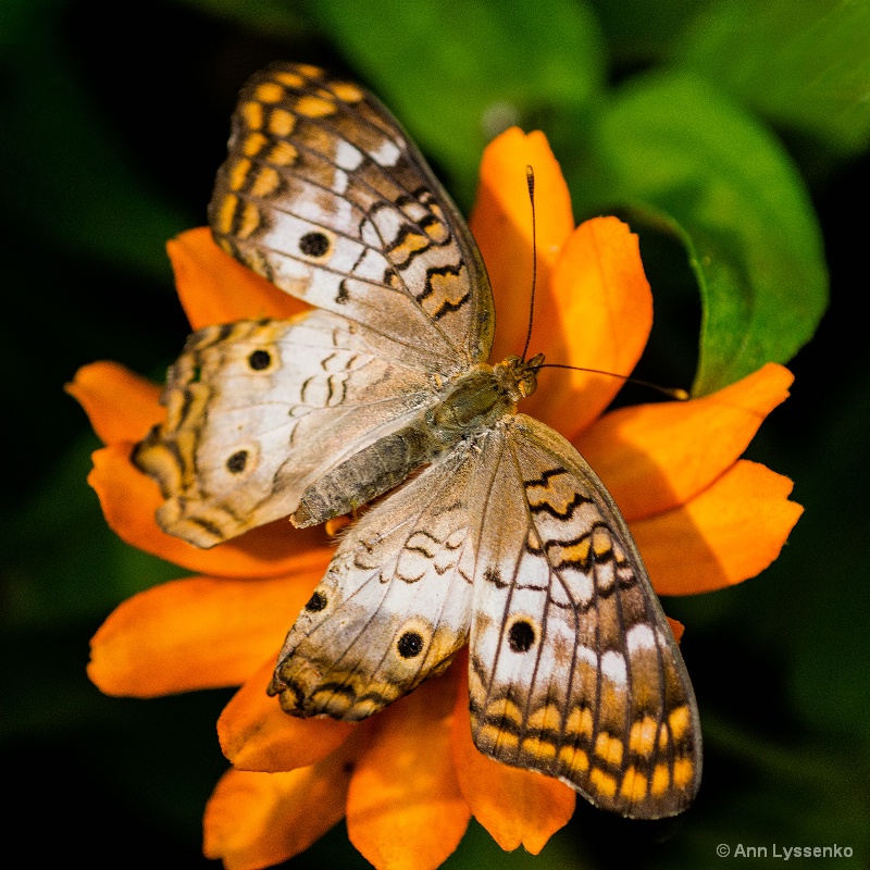 White Peacock on Orange