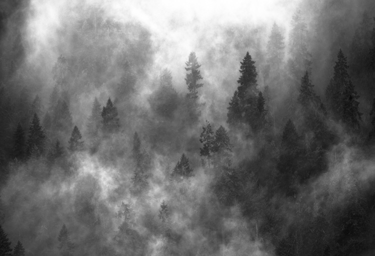 Foggy Trees - ID: 14642687 © william (. Dodge