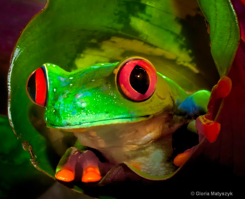 Red eyed tree frog peeking from inside a leaf. - ID: 14642699 © Gloria Matyszyk