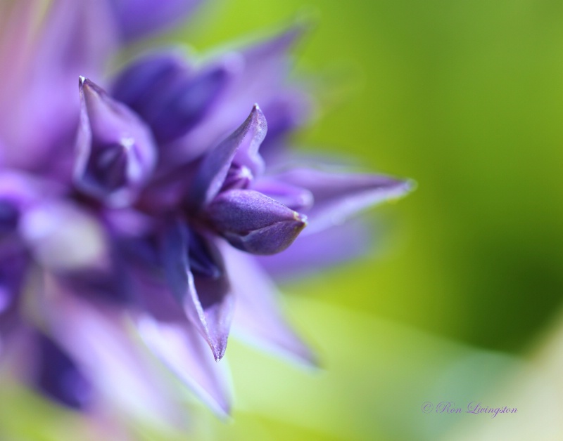 Purple Beau