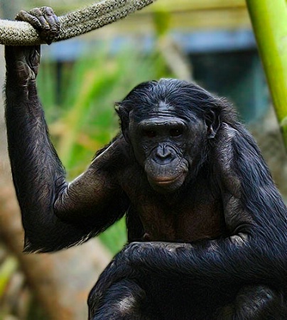 The Bonobo Look