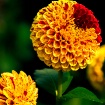 Distinctive Dahli...