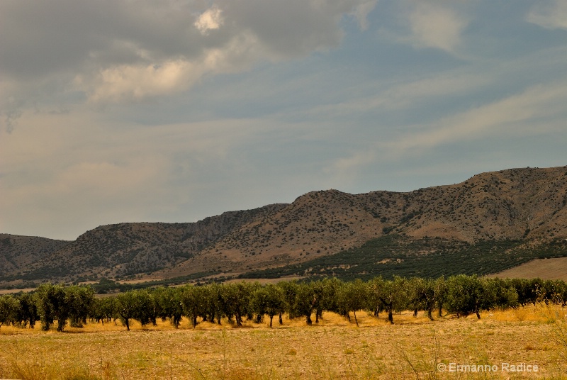 Olive trees and hills