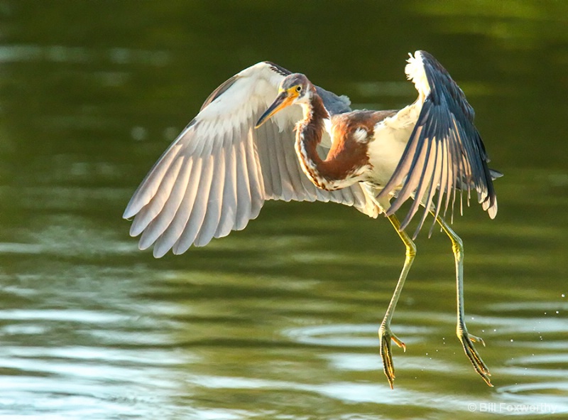 Tri-Colored Heron Landing