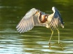 Tri-Colored Heron...