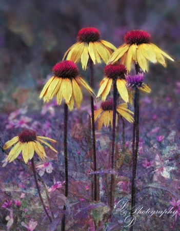 Backyard Flowers