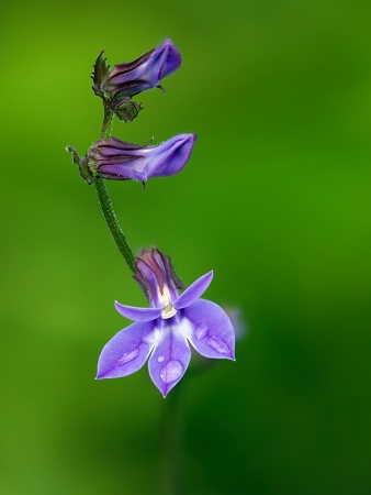 Little Wild Flower