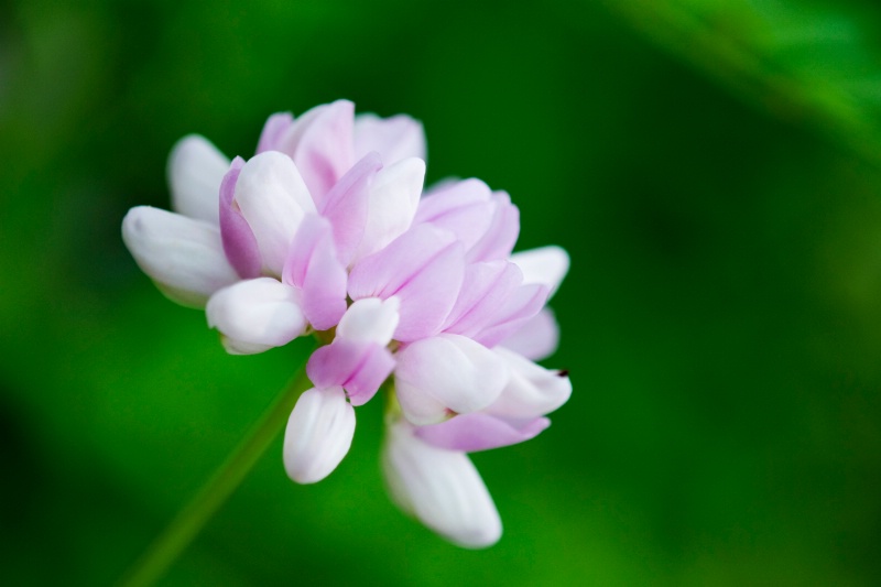 Summer petals