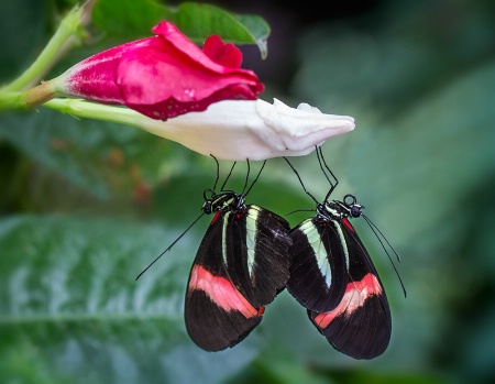 Butterfly Coupling    