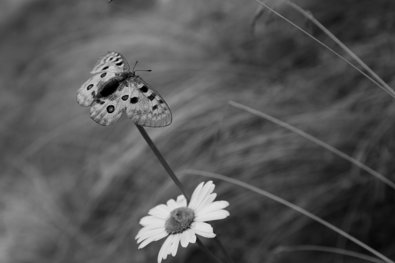 Butterfly - ID: 14645614 © Ilir Dugolli