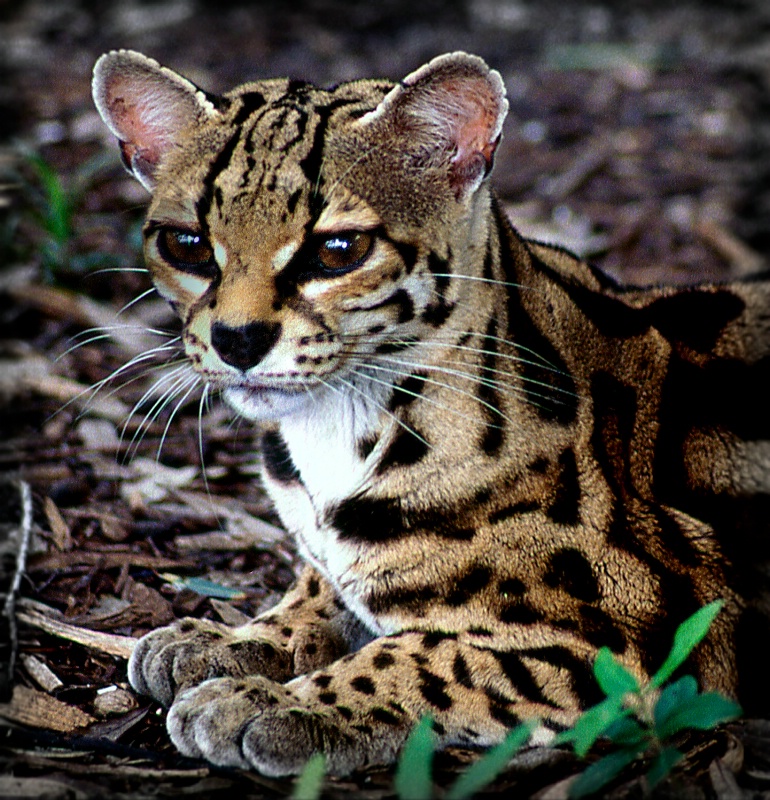 Margay