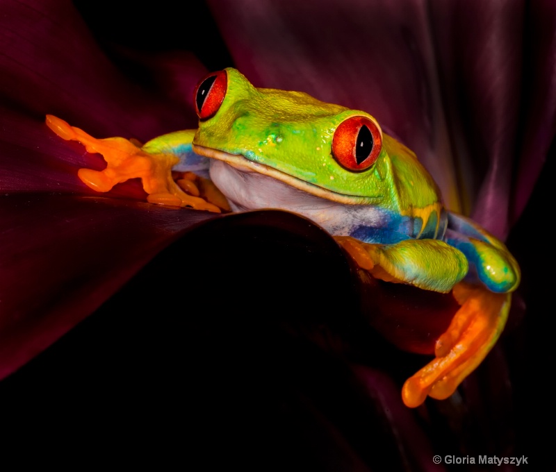 Red Eyed Tree Frog - ID: 14645883 © Gloria Matyszyk