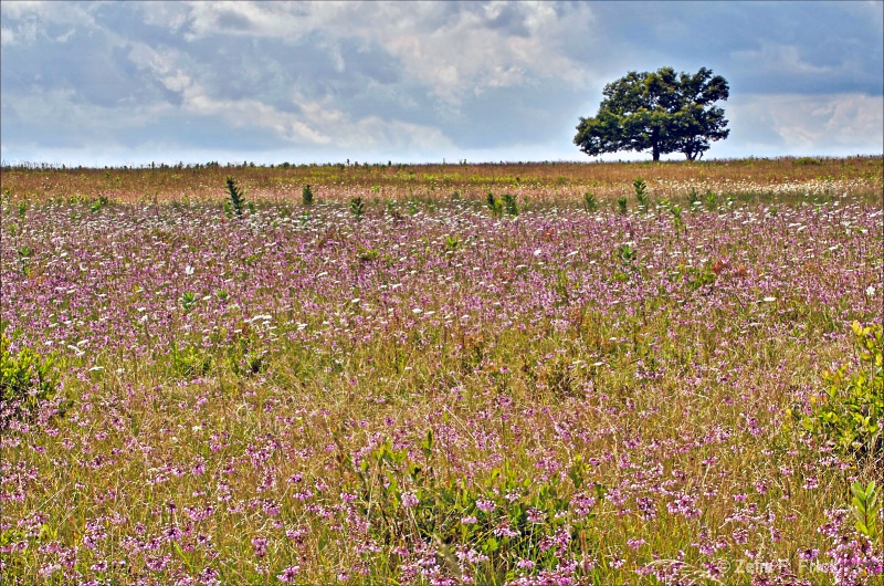 Summertime in The Meadows