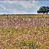 2Summertime in The Meadows - ID: 14645988 © Zelia F. Frick