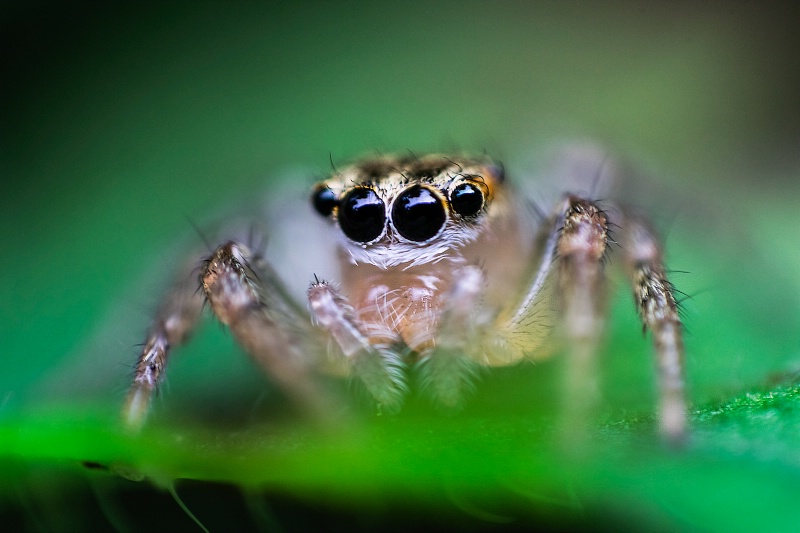 Jumping Spider