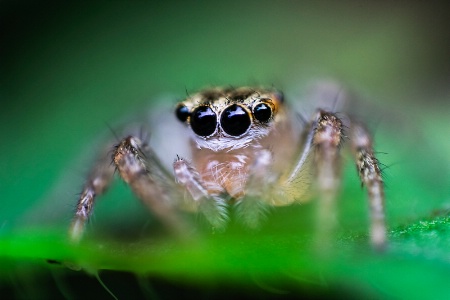 Jumping Spider