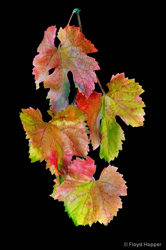 Autumn Grape Leaves