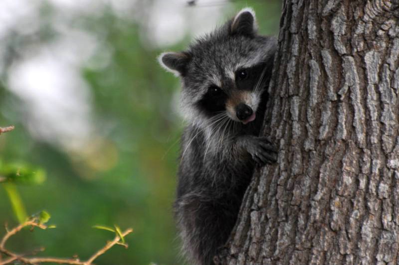 Little Raccoon 