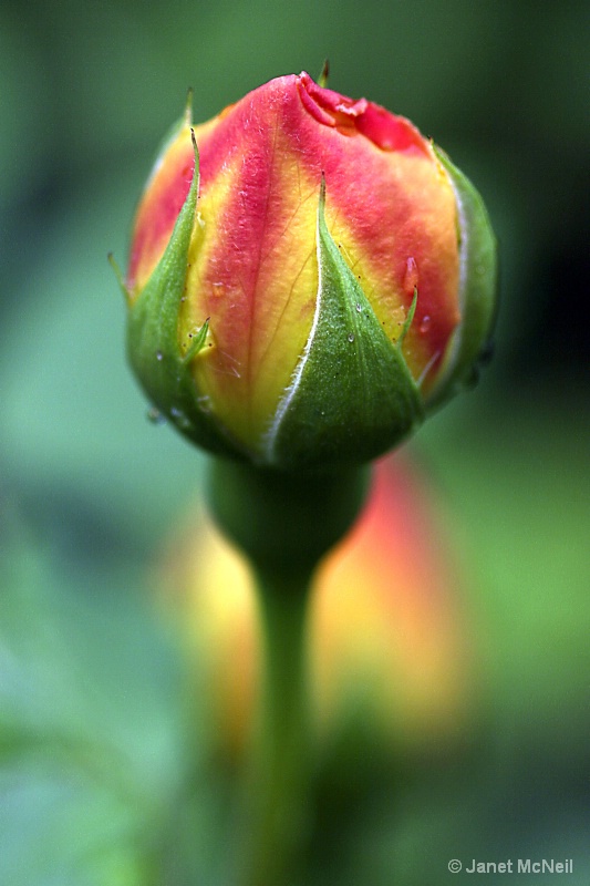 rose bud