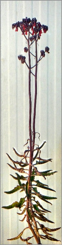 Fully Grown Cotyledon plant