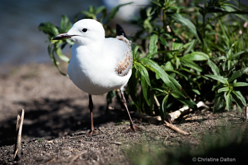 Young Seagull