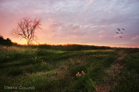 Country Pleasures