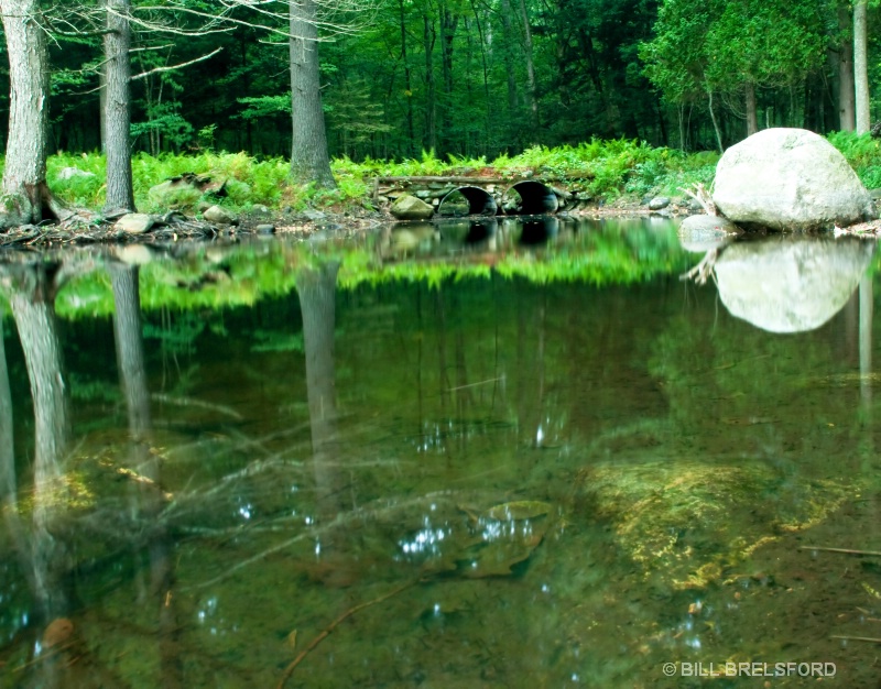 POND REFLECTIONS