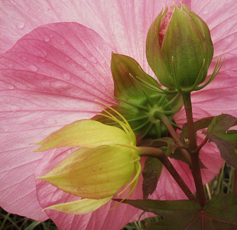 Hibiscus