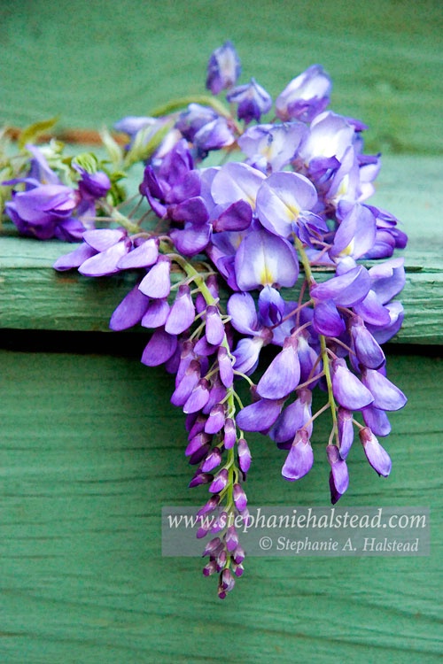 Wisteria