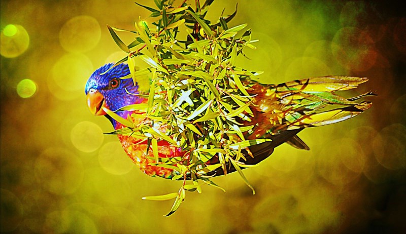 Rainbow Lorikeet in Swing Time