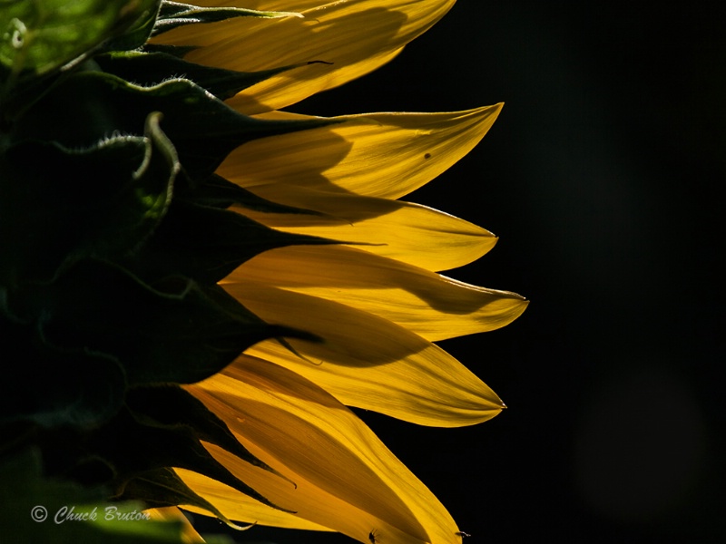 Sunflower at Billings field