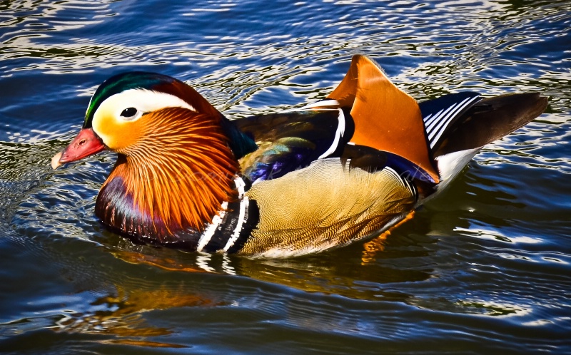 ~ ~ A MALE MANDARIN DUCK ~ ~