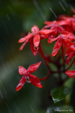 Spray with Flower