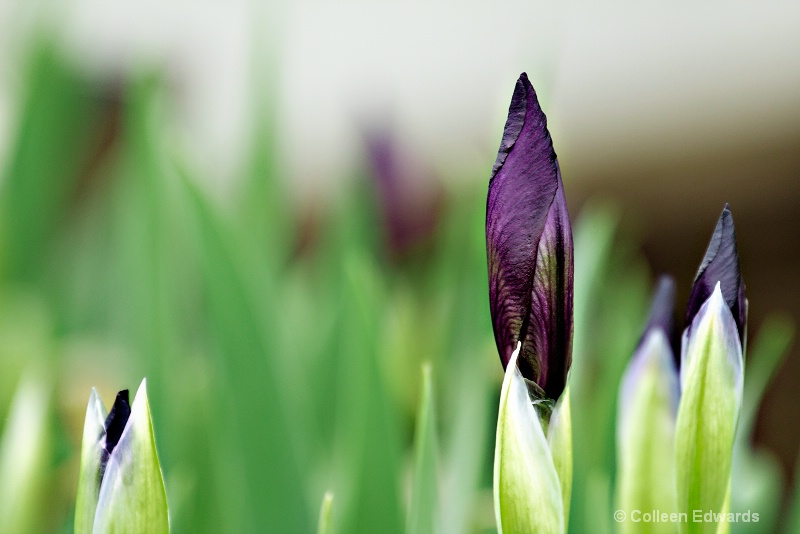 Iris Blur