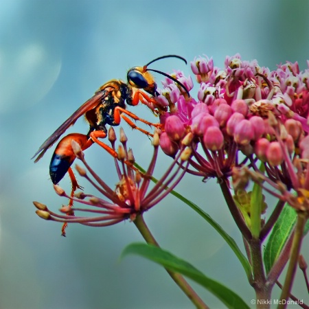The Wasp and the Milkweed
