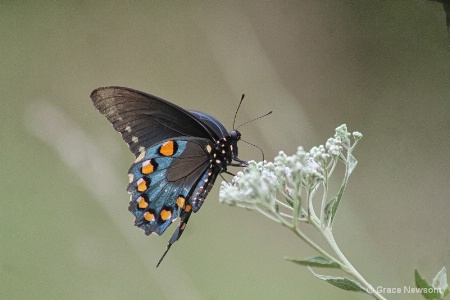 Black Butterfly