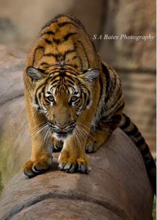 Crouching Tiger