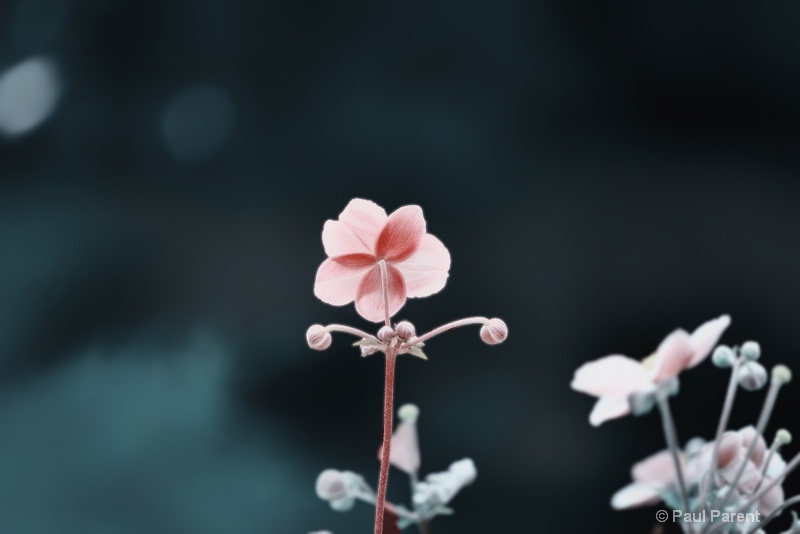 A Simple Little Flower - ID: 14648330 © paul parent