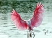Spoonbill Landing