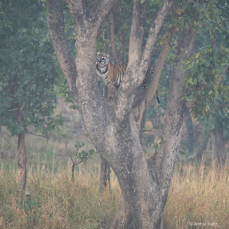 tree tiger - ID: 14648640 © Annie Katz